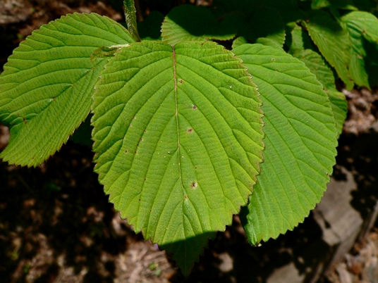 {Viburnum plicatum}